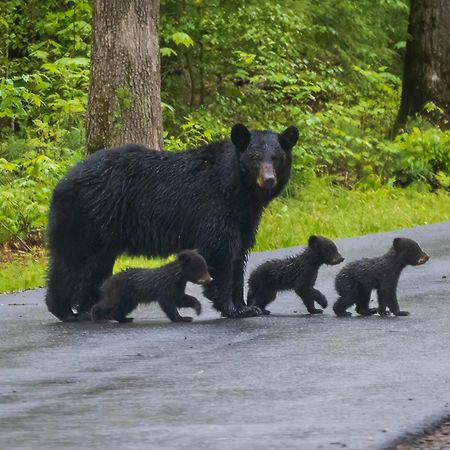 Bear End Villa Sevierville Dış mekan fotoğraf